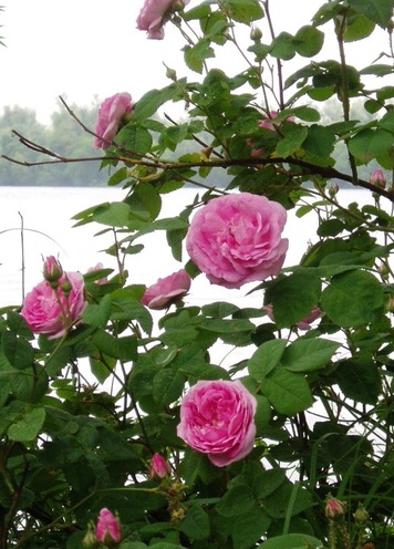 Красота чайной розы